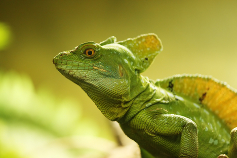 Green Basilisk For Sale, Green Basilisk For Sale Near Me, Green Basilisk For Sale Cheap, Green Basilisk For Sale Canada, Green Basilisk For Sale Europe, Green Basilisk For Sale Uk, Green Basilisk For Sale Usa, Baby Green Basilisk For Sale, How Much Do Cost,